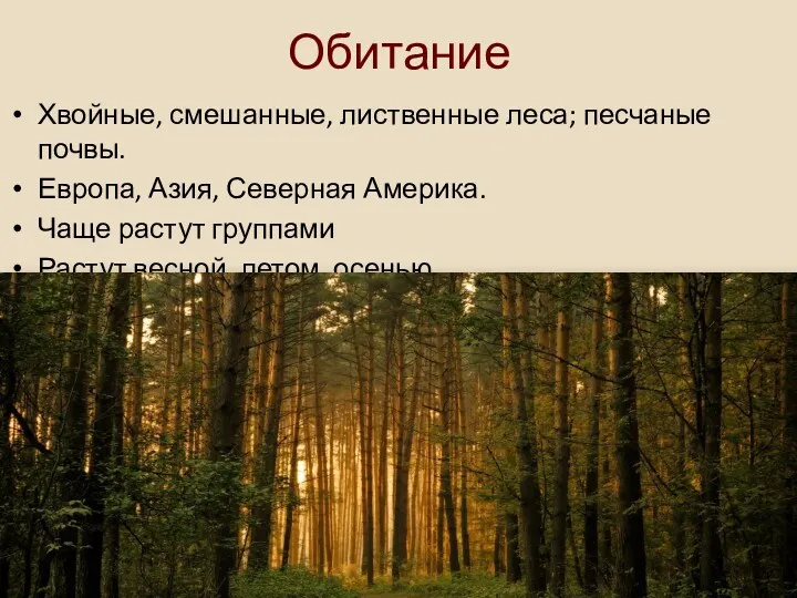 Обитание Хвойные, смешанные, лиственные леса; песчаные почвы. Европа, Азия, Северная