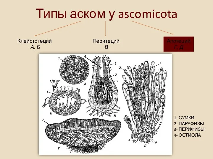 Типы аском у ascomicota Клейстотеций А, Б Перитеций В Апотеций