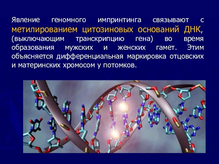 Явление геномного импринтинга связывают c метилированием цитозиновых оснований ДНК, (выключающим транскрипцию гена) во