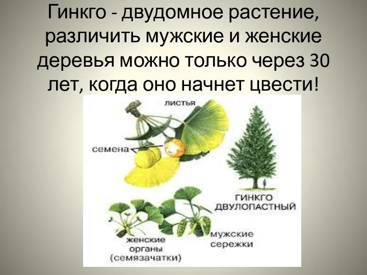 Гинкго - двудомное растение, различить мужские и женские деревья можно