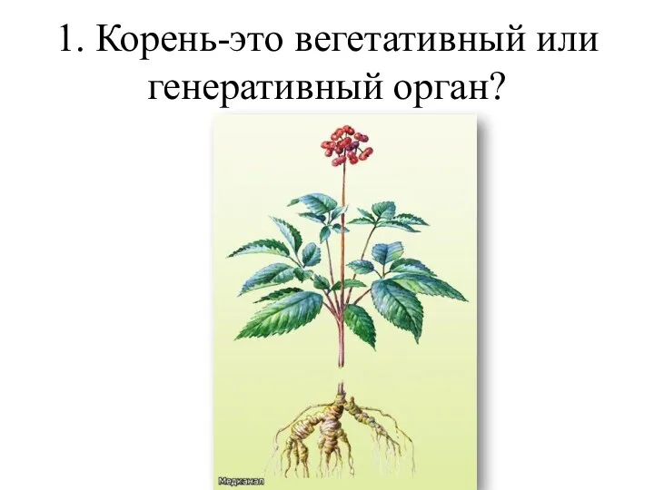 1. Корень-это вегетативный или генеративный орган?