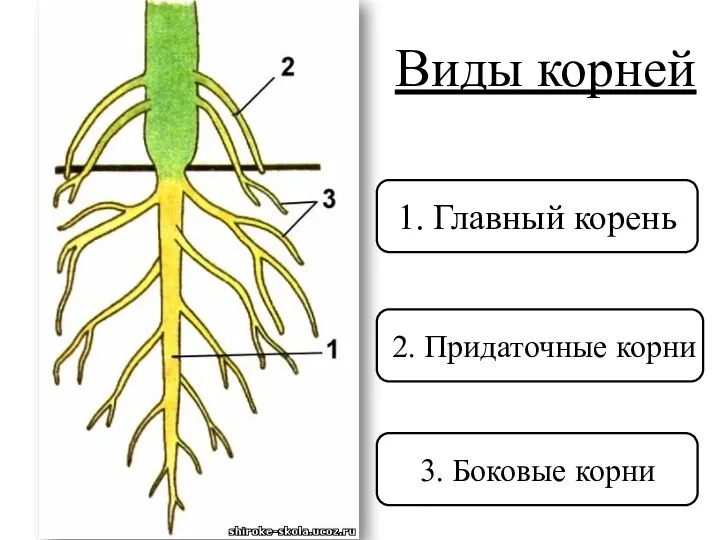 Виды корней 1. Главный корень 2. Придаточные корни 3. Боковые корни