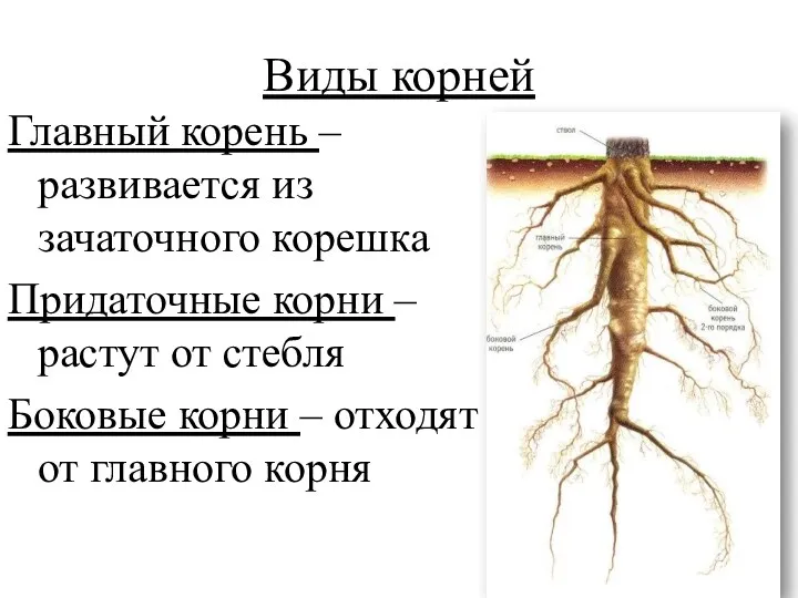 Виды корней Главный корень – развивается из зачаточного корешка Придаточные