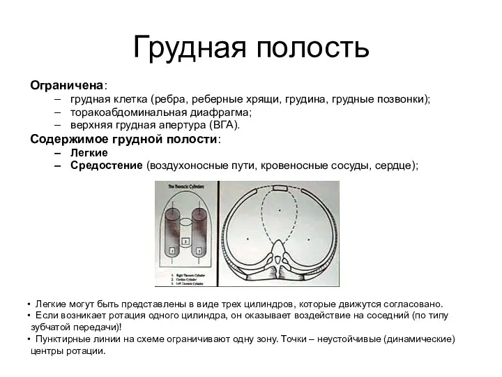 Грудная полость Ограничена: грудная клетка (ребра, реберные хрящи, грудина, грудные