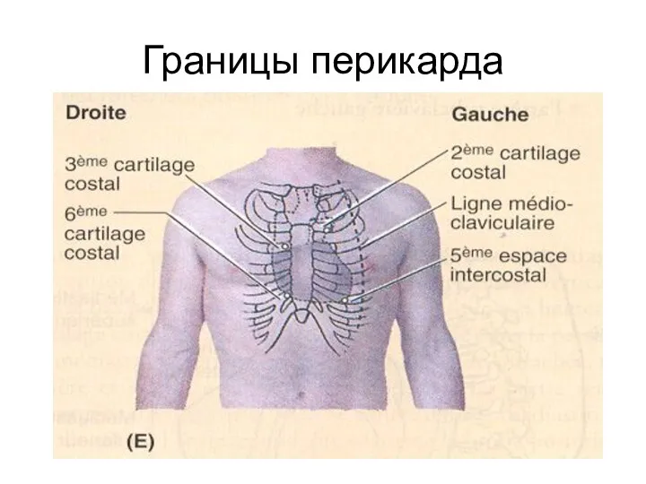 Границы перикарда