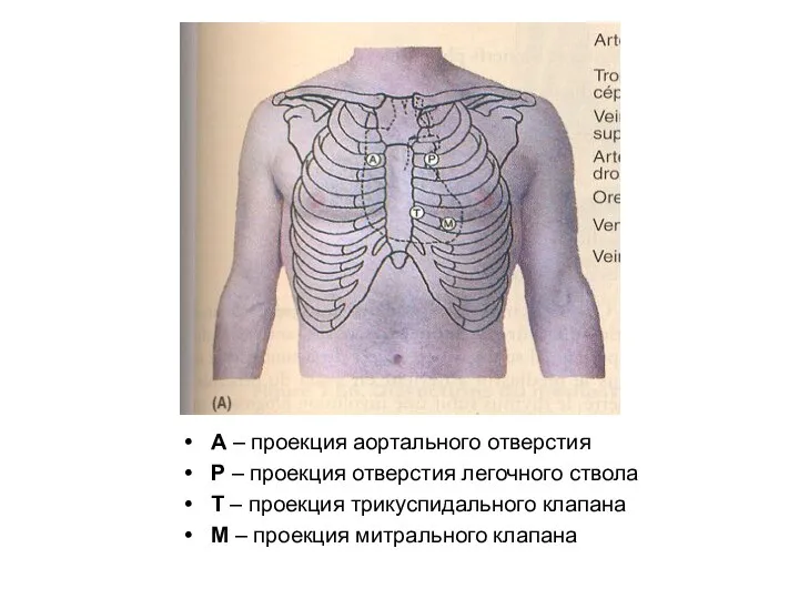 А – проекция аортального отверстия Р – проекция отверстия легочного