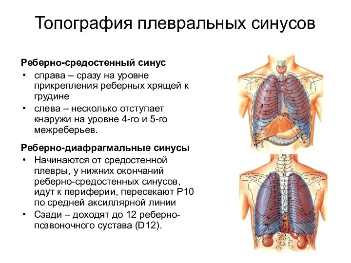 Топография плевральных синусов Реберно-средостенный синус справа – сразу на уровне