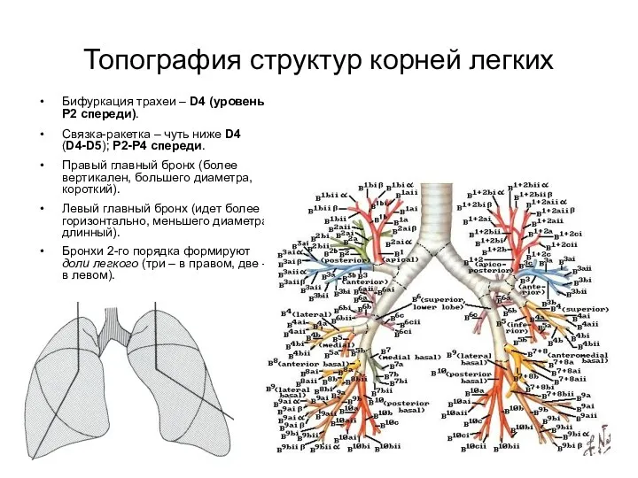 Топография структур корней легких Бифуркация трахеи – D4 (уровень P2