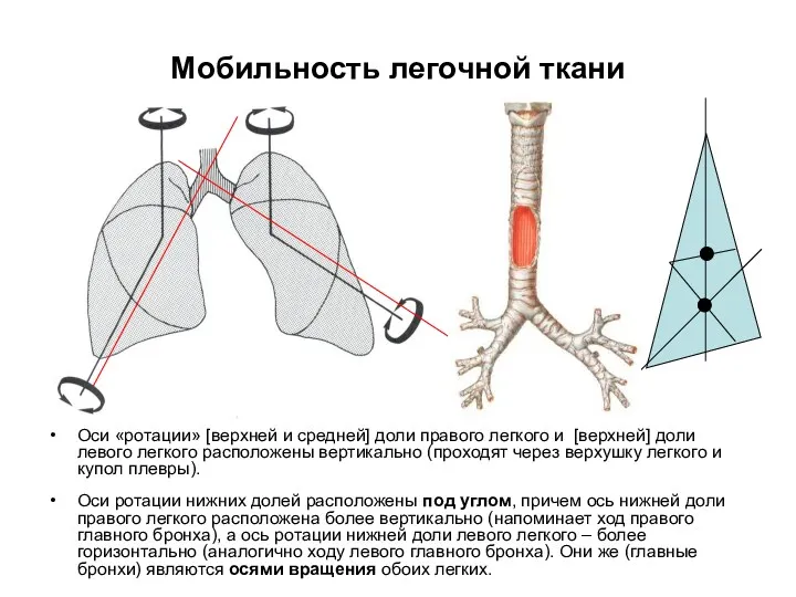 Мобильность легочной ткани Оси «ротации» [верхней и средней] доли правого