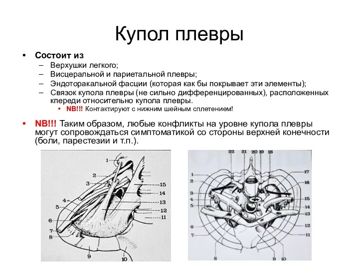 Купол плевры Состоит из Верхушки легкого; Висцеральной и париетальной плевры;