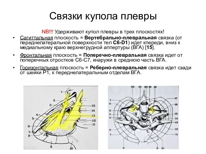 Связки купола плевры NB!!! Удерживают купол плевры в трех плоскостях!