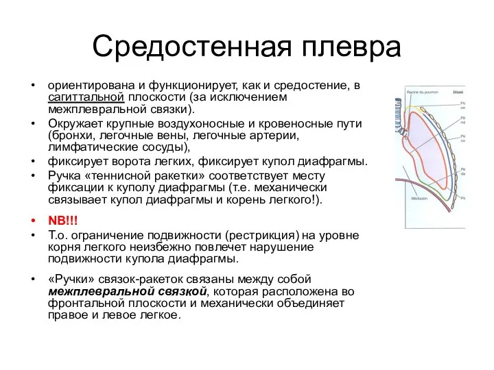 Средостенная плевра ориентирована и функционирует, как и средостение, в сагиттальной