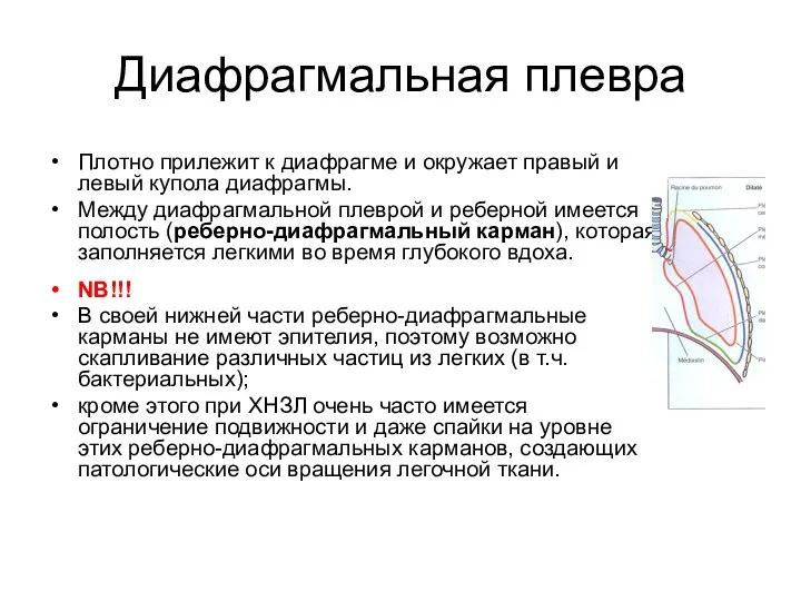 Диафрагмальная плевра Плотно прилежит к диафрагме и окружает правый и