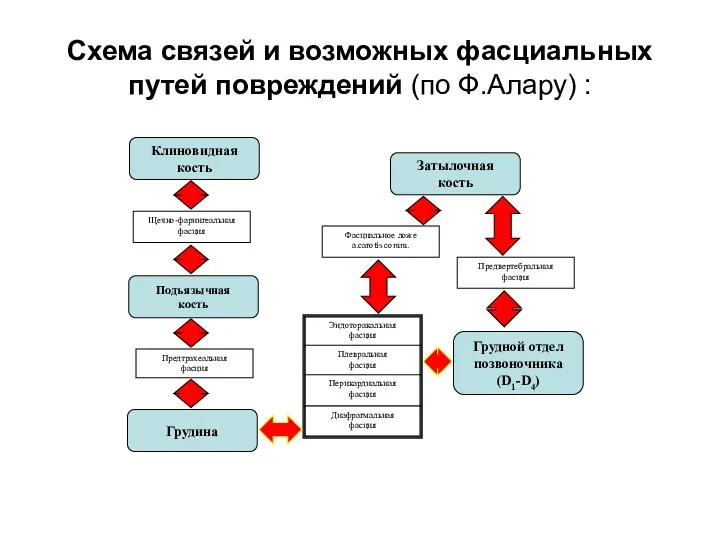 Схема связей и возможных фасциальных путей повреждений (по Ф.Алару) :