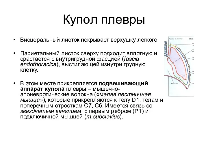 Купол плевры Висцеральный листок покрывает верхушку легкого. Париетальный листок сверху