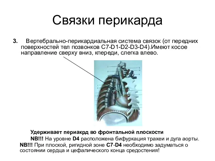 Связки перикарда 3. Вертебрально-перикардиальная система связок (от передних поверхностей тел