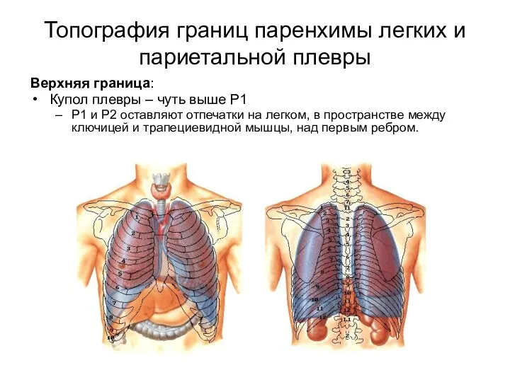 Топография границ паренхимы легких и париетальной плевры Верхняя граница: Купол