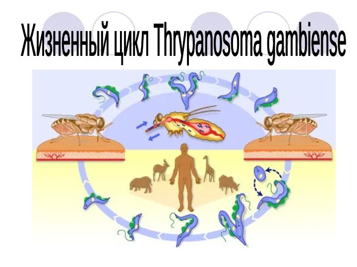 Жизненный цикл Thrypanosoma gambiense