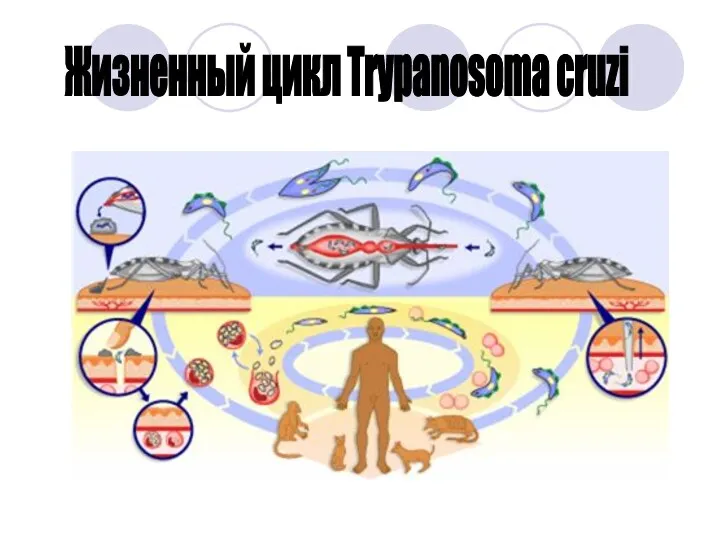 Жизненный цикл Trypanosoma cruzi