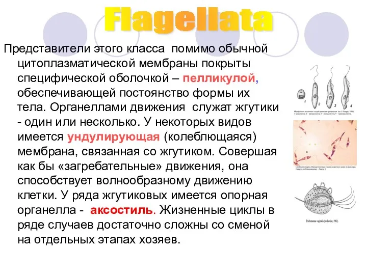 Представители этого класса помимо обычной цитоплазматической мембраны покрыты специфической оболочкой – пелликулой, обеспечивающей