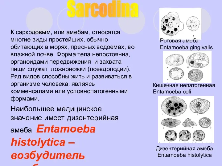 К саркодовым, или амебам, относятся многие виды простейших, обычно обитающих в морях, пресных