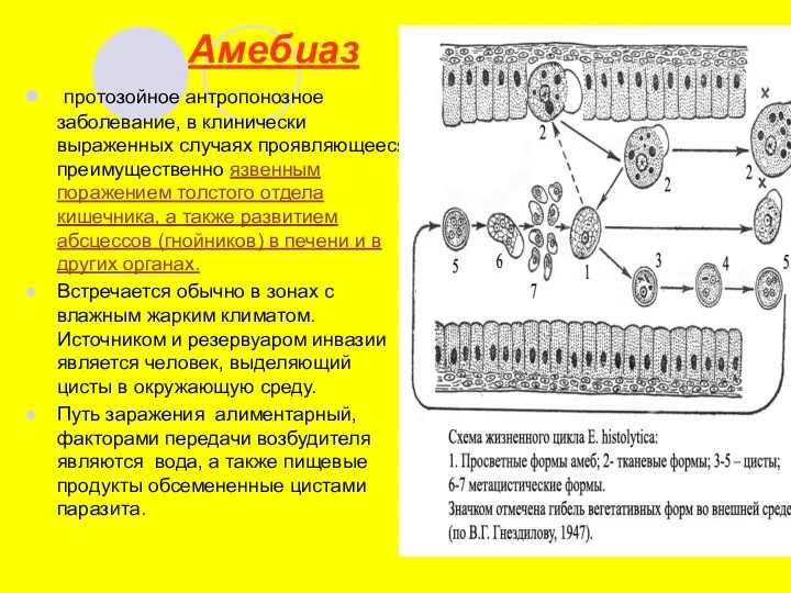 Амебиаз протозойное антропонозное заболевание, в клинически выраженных случаях проявляющееся преимущественно язвенным поражением толстого