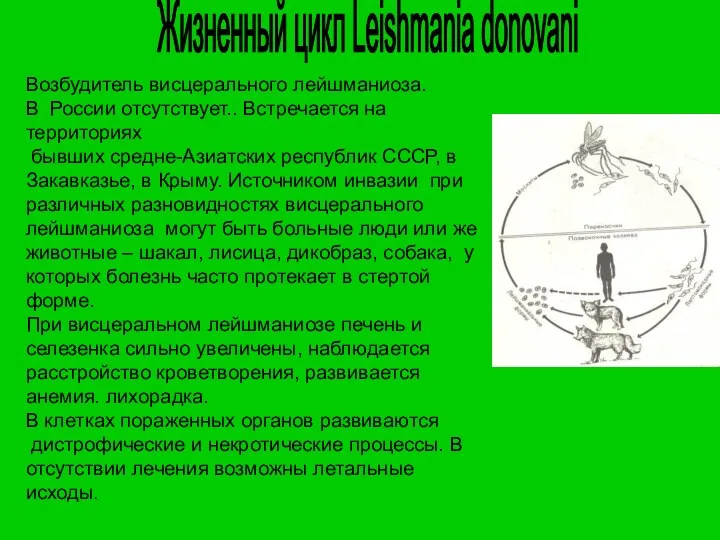 Жизненный цикл Leishmania donovani Возбудитель висцерального лейшманиоза. В России отсутствует.. Встречается на территориях