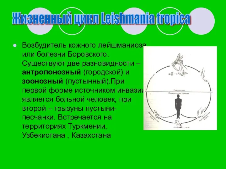 Жизненный цикл Leishmania tropica Возбудитель кожного лейшманиоза или болезни Боровского. Существуют две разновидности