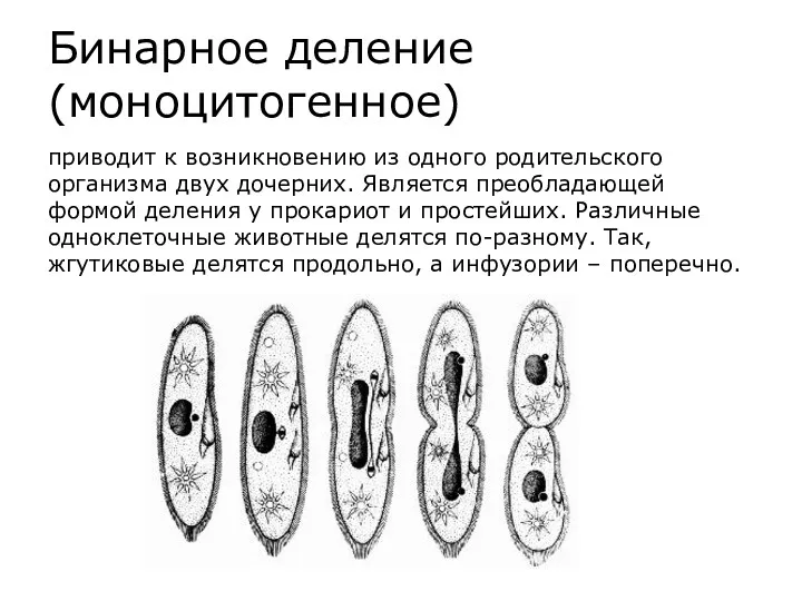 Бинарное деление (моноцитогенное) приводит к возникновению из одного родительского организма