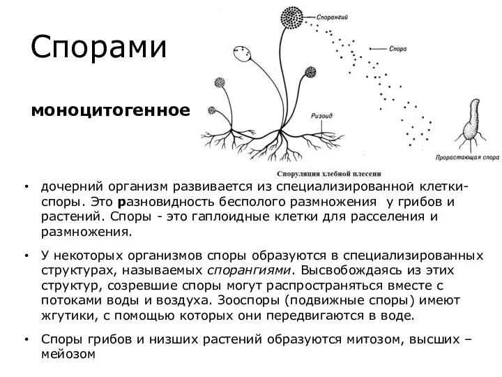 Спорами дочерний организм развивается из специализированной клетки-споры. Это разновидность бесполого