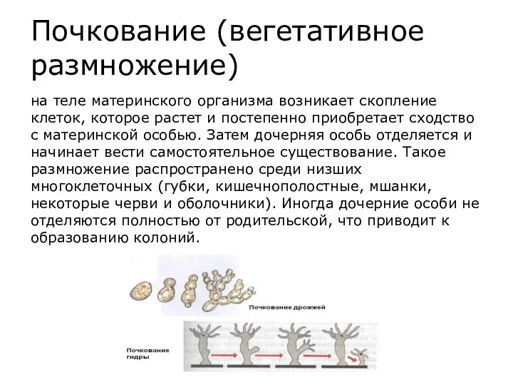 Почкование (вегетативное размножение) на теле материнского организма возникает скопление клеток,