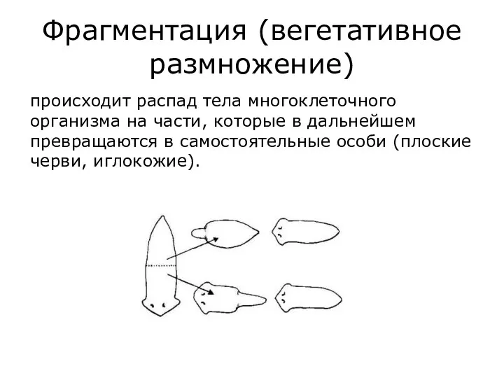 Фрагментация (вегетативное размножение) происходит распад тела многоклеточного организма на части,