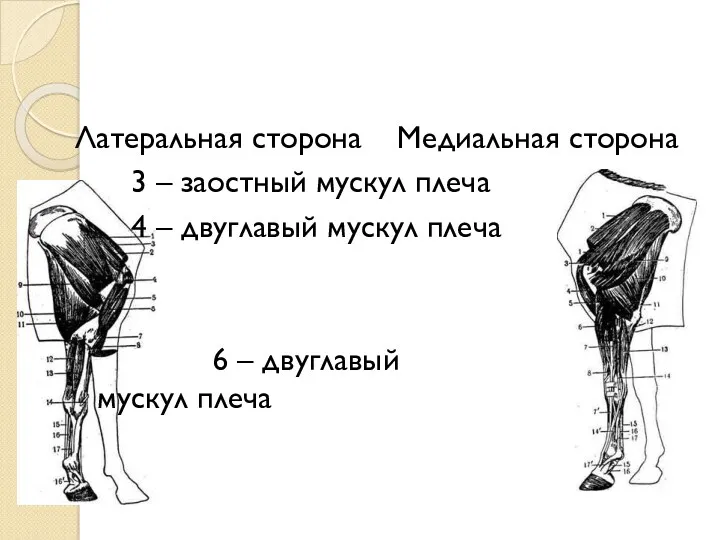 Латеральная сторона Медиальная сторона 3 – заостный мускул плеча 4
