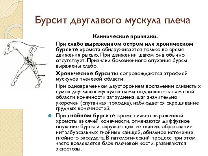 Бурсит двуглавого мускула плеча Клинические признаки. При слабо выраженном остром