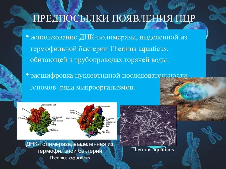 ПРЕДПОСЫЛКИ ПОЯВЛЕНИЯ ПЦР использование ДНК-полимеразы, выделенной из термофильной бактерии Thermus