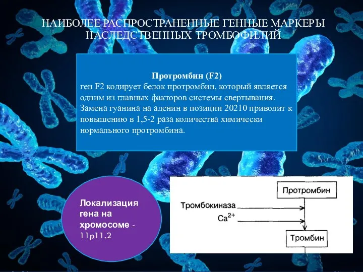 НАИБОЛЕЕ РАСПРОСТРАНЕННЫЕ ГЕННЫЕ МАРКЕРЫ НАСЛЕДСТВЕННЫХ ТРОМБОФИЛИЙ Протромбин (F2) ген F2 кодирует белок протромбин,