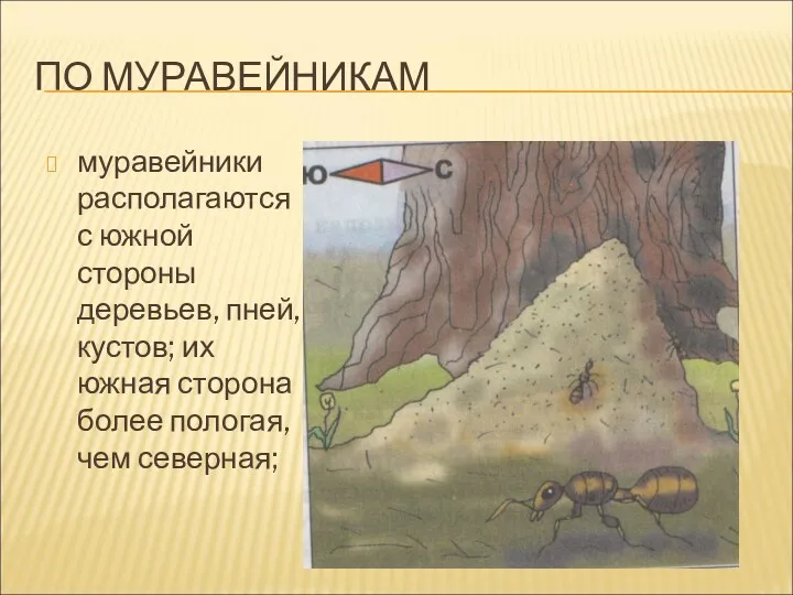 ПО МУРАВЕЙНИКАМ муравейники располагаются с южной стороны деревьев, пней, кустов;