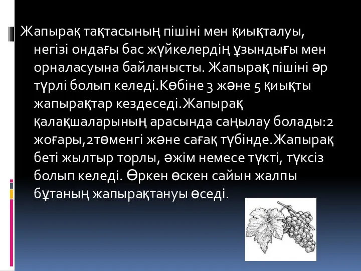 Жапырақ тақтасының пішіні мен қиықталуы, негізі ондағы бас жүйкелердің ұзындығы