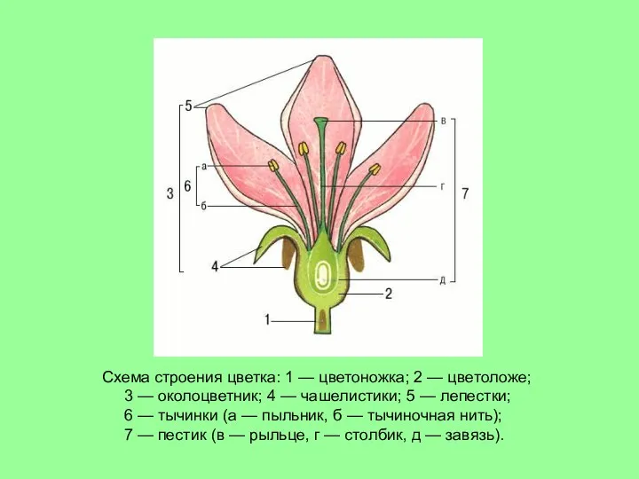 Схема строения цветка: 1 — цветоножка; 2 — цветоложе; 3 — околоцветник; 4
