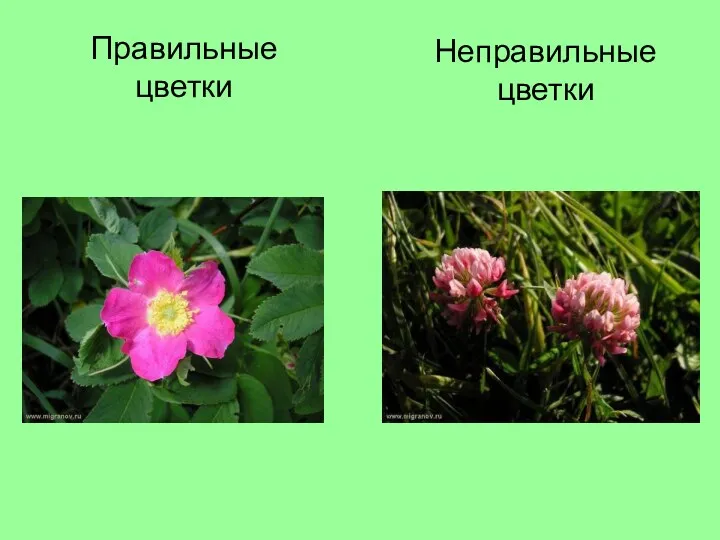 Правильные цветки Неправильные цветки