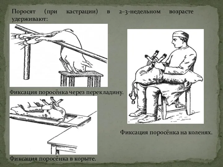 Поросят (при кастрации) в 2–3-недельном возрасте удерживают: Фиксация поросёнка через