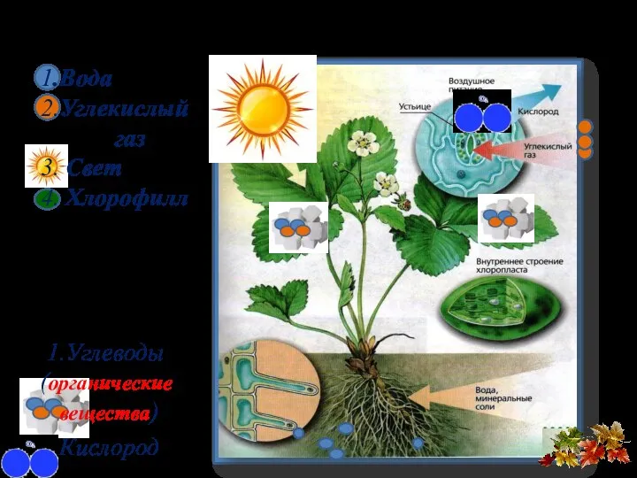 1.Вода 2.Углекислый газ 3. Свет 4. Хлорофилл 1.Углеводы (органические вещества) 2.Кислород