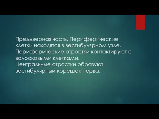 Преддверная часть. Периферические клетки находятся в вестибулярном узле. Периферические отростки