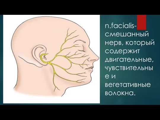 n.facialis-смешанный нерв, который содержит двигательные, чувствительные и вегетативные волокна.