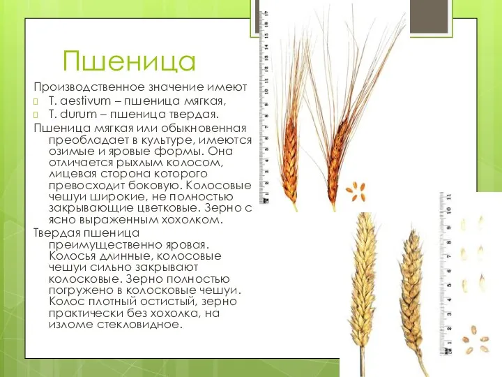 Пшеница Производственное значение имеют T. aestivum – пшеница мягкая, T.