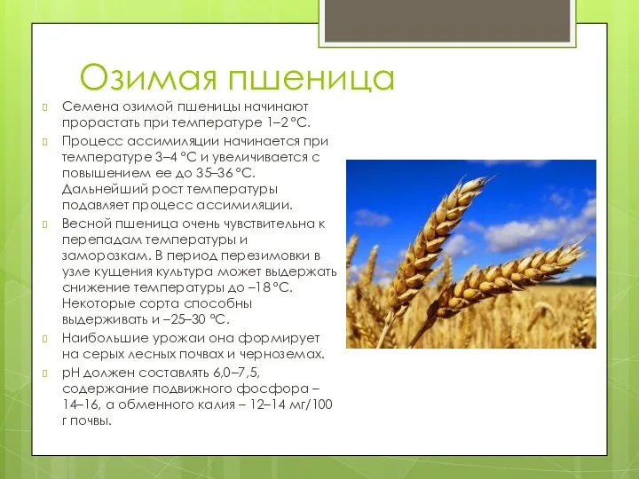 Озимая пшеница Семена озимой пшеницы начинают прорастать при температуре 1–2