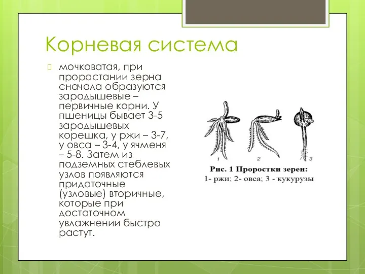 Корневая система мочковатая, при прорастании зерна сначала образуются зародышевые –