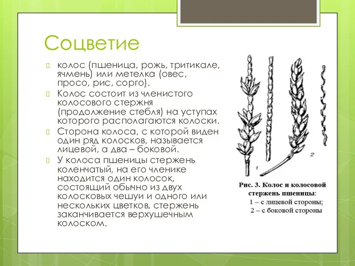 Соцветие колос (пшеница, рожь, тритикале, ячмень) или метелка (овес, просо,