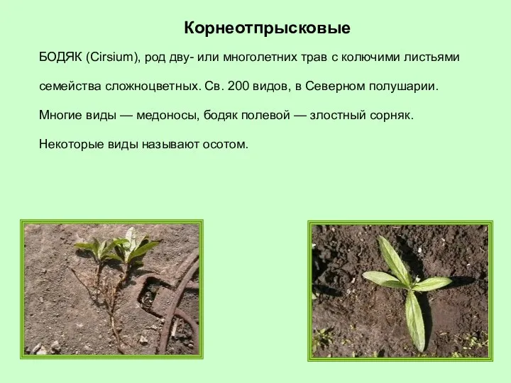 БОДЯК (Cirsium), род дву- или многолетних трав с колючими листьями