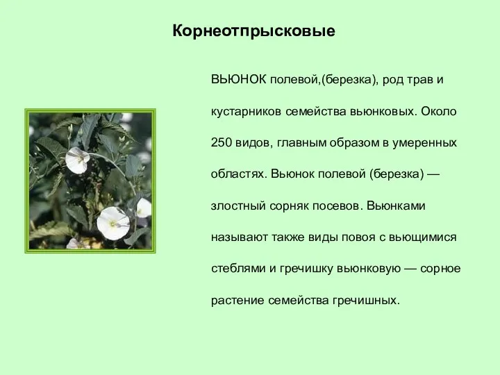 ВЬЮНОК полевой,(березка), род трав и кустарников семейства вьюнковых. Около 250